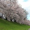 京都１の桜の名所のはなしと色々