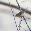 キマユムシクイ Yellow-browed Warbler