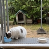 雨の朝のおばあちゃん野良猫「おばあにゃん」