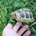 ぬくぬくかめ日和