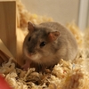 【ペット】OL一人暮らし、ハムスターを飼う！準備から購入までにやったこと。