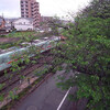 きょうの麦野公園の桜　2012.4.25