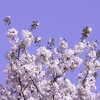 ネタが枯渇してきたので、立川で撮った桜他の写真などでも