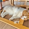 本日のねこねこな仕事場はこちら。