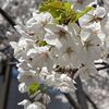 GW2日目は札幌の満開の桜を楽しみました