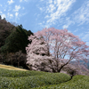 茶畑を見まもる桜