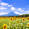 向日葵と富士山