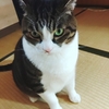今年の山桜さん＆ヤマザキさん＆小説更新♪