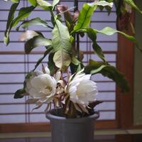 一夜に全身全霊をささげる月下美人