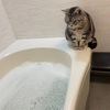 泡風呂の泡を眺める猫