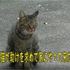 野良猫が助けを求めて家にやって来た