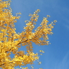 シルバーウィークは終わったけどこれからが紅葉の季節。紅葉状況のわかるサイトをチェック！
