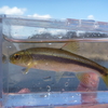 春を感じたくて中流域の雑魚釣りへ行ってみました【雑魚ルアー】