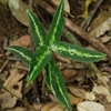 Aglaonema pictum"ちゃんぷーる"BNN from Sibolga timur【AZ0322-3b】