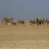 The five best national parks to visit during Kenya wildlife safari tour