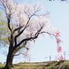徳王の桜