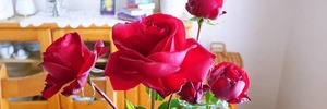 【初心者に最適な赤いバラ・イングリッド・バーグマン】１２月のバラは室内で開花させています。