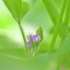 野菜の花など