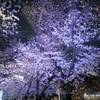 【桜便り】音無親水公園の夜桜