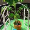 チャレンジ5月号のトマト栽培セット　3日間で驚きの成長！