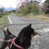 桜の岡崎山と元三大師（前編）