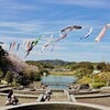 満開の桜と鯉のぼり