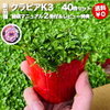 庭に最適なクラピア種類の選び方｜3品種の比較と特徴