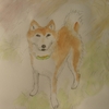 春の陽射しがあふれる日に、柴犬レオの絵を描いた