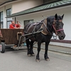 【青森下北半島の旅8】星野リゾート青森屋 おひとりさまの宿泊記・公園散策編