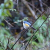 ジィちゃんと探鳥・早戸川林道の野鳥/2019-12-4