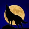 海外ドラマ　ディック・ウルフって何者？