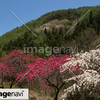 信州　長野県上田市武石　余里の一里の花桃４