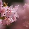 【神戸】公園の河津桜（カワヅザクラ）が開花していた