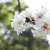 今咲いています！コブクザクラ　Prunus Kobuku-zakura