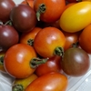 トマト減産