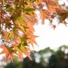 白鳥庭園　紅葉　2016.11