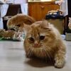 レーザーポインターを追いかけてドリフトする猫達【動画】