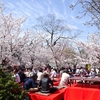 円山公園のお花見客の賑わい