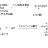 タンパク質を多く食べる人は元気である