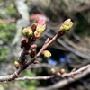 🌸開花情報