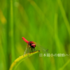 蜻蛉日和 その壱