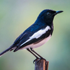 鳥撮り物語#51「日曜の野鳥撮影」