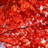 秋晴れ、紅葉・赤黄色。