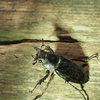 ミヤマクワガタのメスの見分け方。似たノコギリクワガタの♀との違いを紹介。