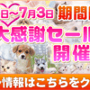 いぬ・猫・うさぎ大感謝セール中３０％～６０％OFF/宮城県南三陸町ペットショップ