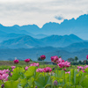 七夕の立山連峰とハスの花