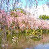 三嶋大社桜観賞＆駿河湾クルーズツアー【桜と空と海と富士山の絶景】