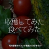 2104食目「収穫してみた　食べてみた」私の部屋のベランダ農園2023＠その10