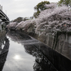 【２００】文京区関口　桜流れる神田川