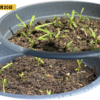 夏野菜　空心菜03　【一斉に発芽し、順調に生長】